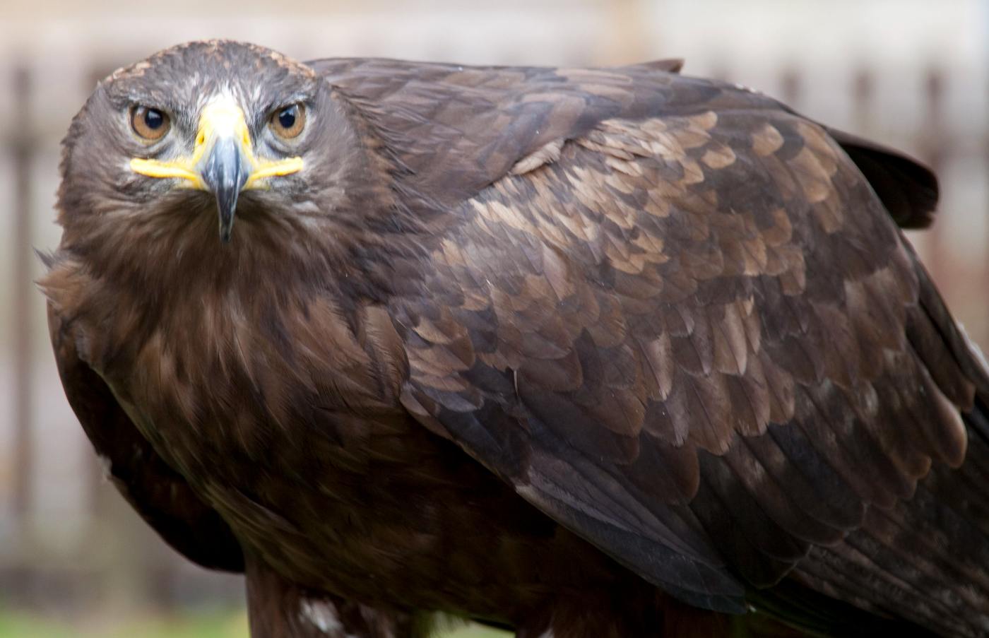 steppe eagle - endangered species in temperate rainforests